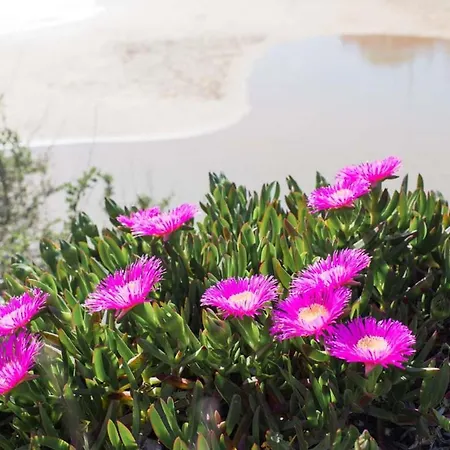 Praia Da Rocha - Roseira